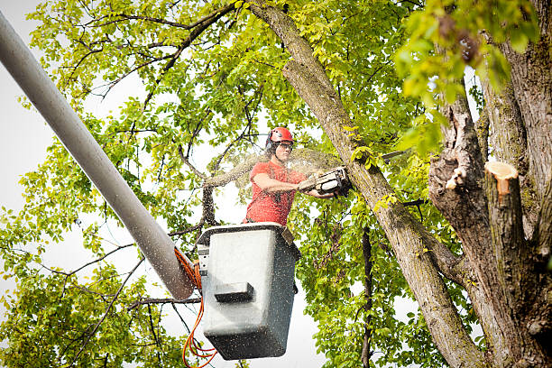 The Steps Involved in Our Tree Care Process in Carpentersville, IL